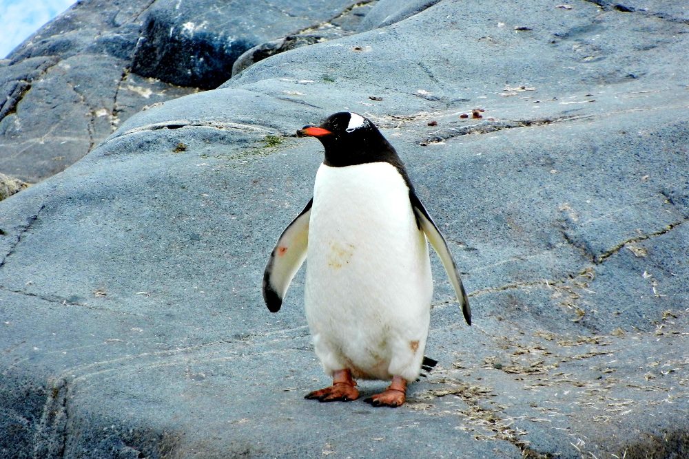 Por qué debes caminar como un pingüino si quieres evitar caídas con el hielo