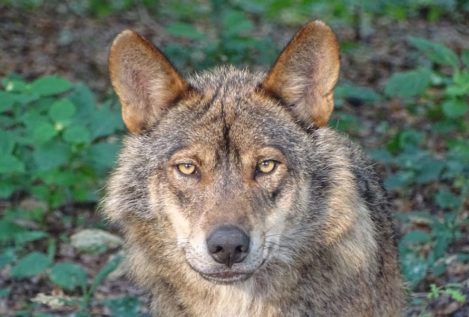 La caza del lobo será prohibida en España y varias comunidades rechazan un acuerdo sin consenso