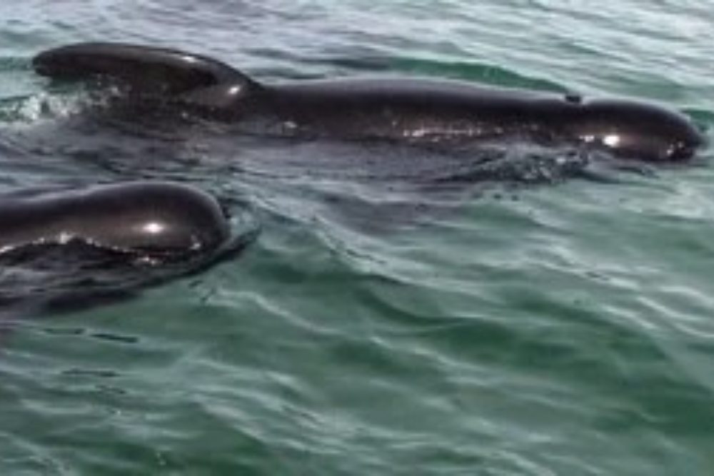 Unas 50 ballenas se quedan varadas en una playa de Nueva Zelanda