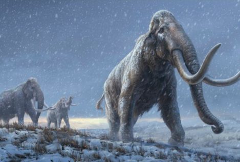 El ADN más antiguo jamás secuenciado revela claves de la evolución de los mamuts