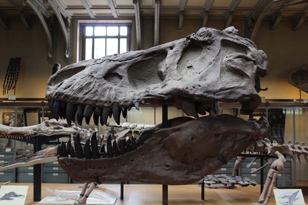 Descubren 219 huellas fósiles de animales que precedieron a los dinosaurios en Cataluña