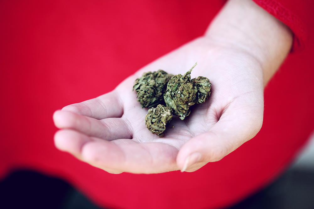 Llega al Senado una propuesta legal para regular el consumo del cannabis