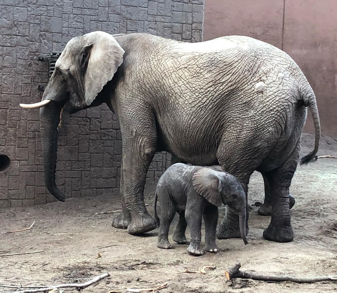 Muere una cría de elefante tras ser rechazada por su familia en un zoo de Suecia