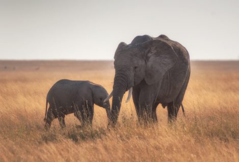 Un cazador muere en Sudáfrica aplastado por una estampida de elefantes