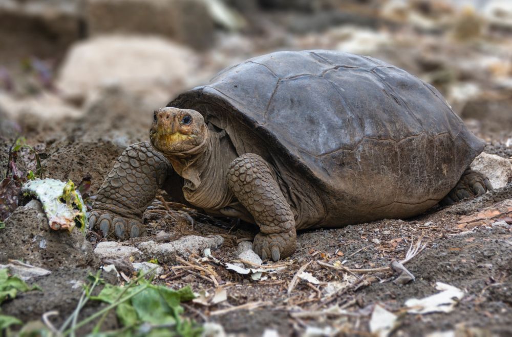 Encuentran una tortuga en Galápagos que se creía extinta desde hace más de 100 años