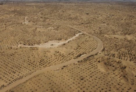 Diez buenas noticias sobre desertización
