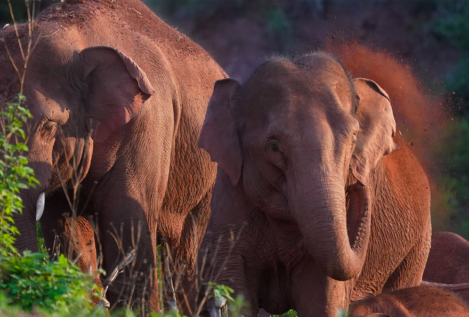 Un nuevo campo petrolífero en África amenaza la vida de 130.000 elefantes