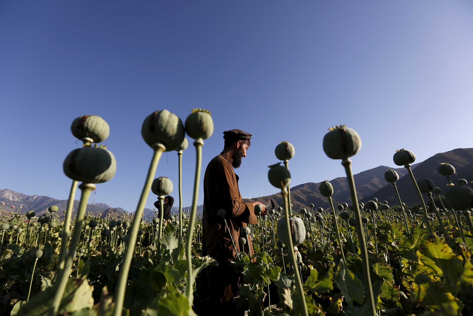 Afganistán: lo que significa el conflicto talibán para el comercio mundial de heroína