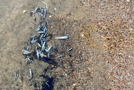 Miles de peces muertos aparecen de nuevo en las playas del Mar Menor