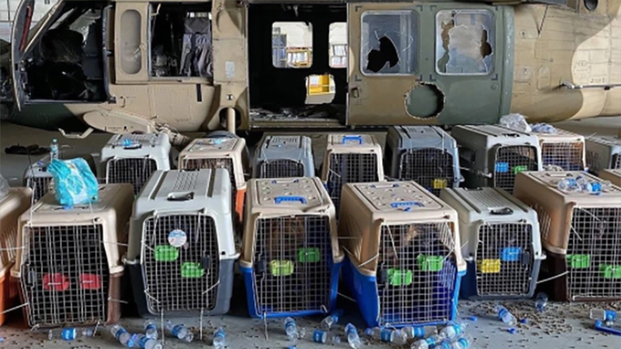 Polémica en EEUU: varias unidades caninas, abandonadas en jaulas en Kabul