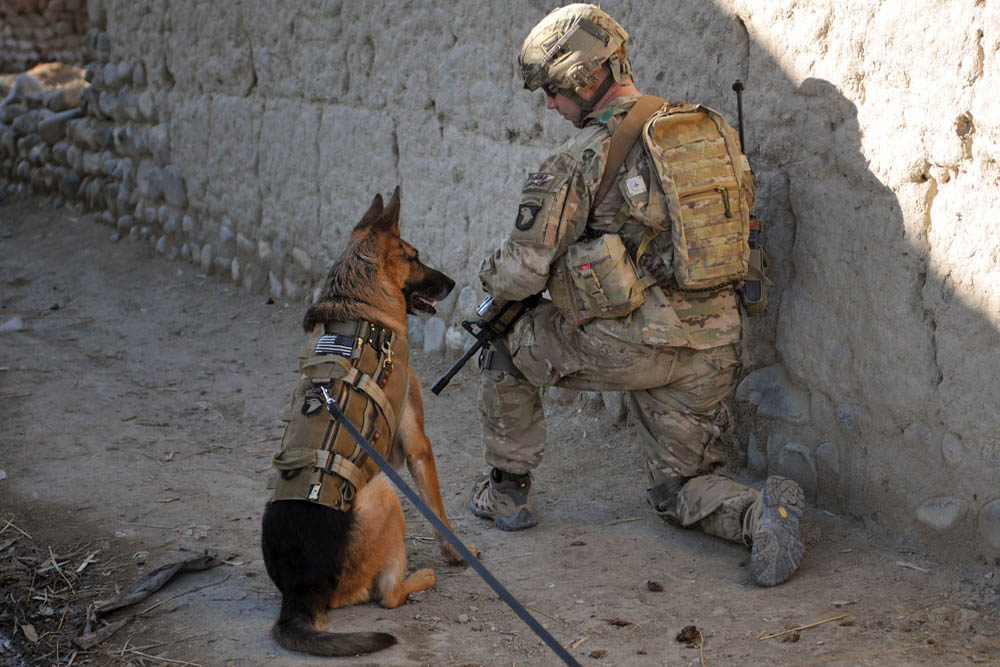 EEUU niega haber abandonado a sus perros militares en Kabul