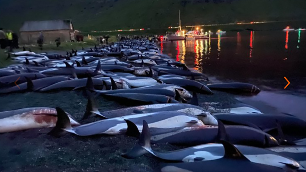 La brutal matanza de 1.500 delfines que tiñe de rojo las Islas Feroe
