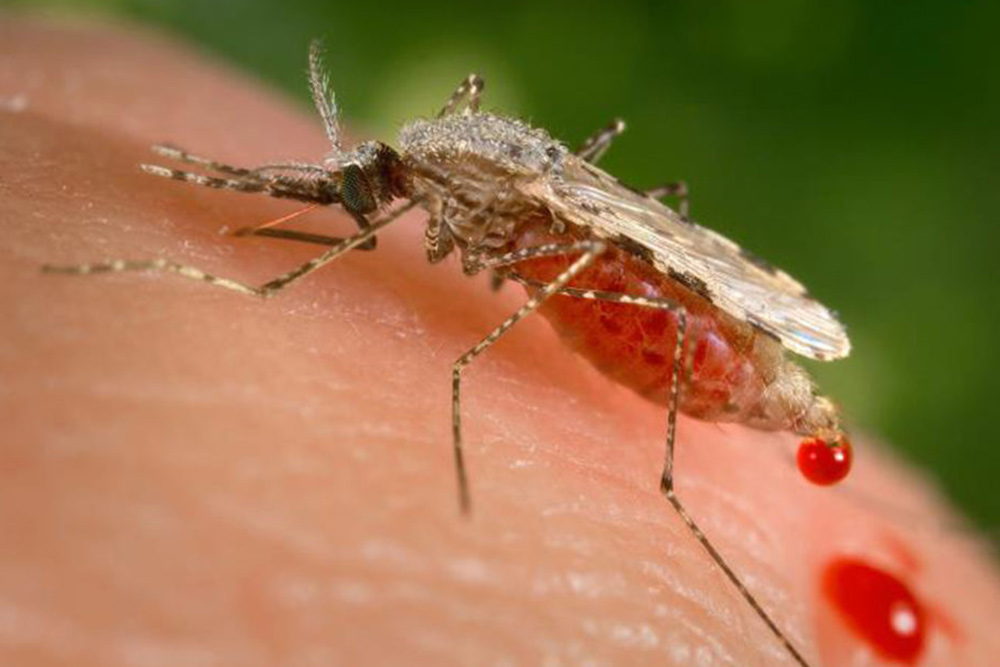 La OMS recomienda que se extienda el uso de vacuna contra la malaria en África
