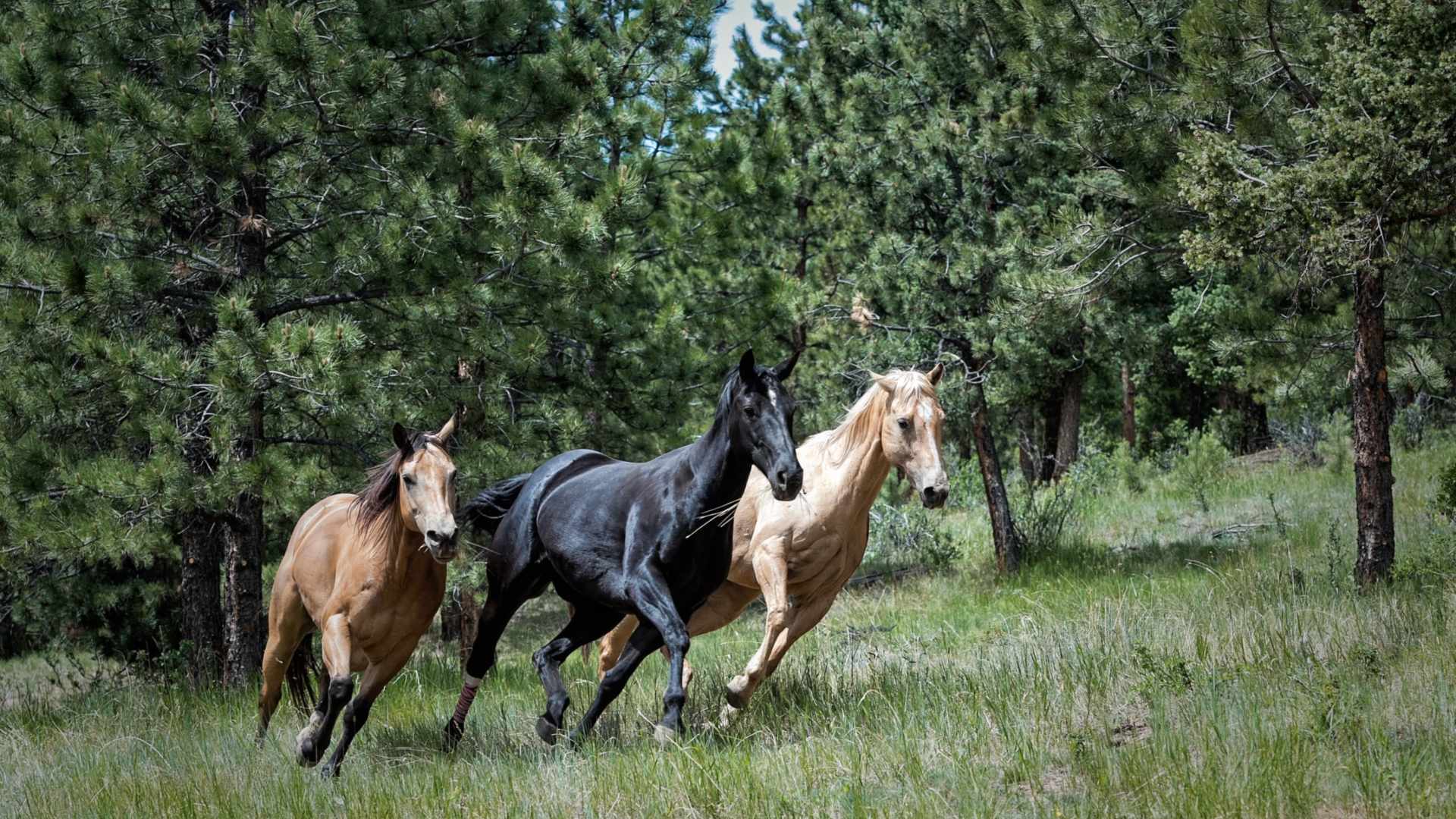 Los caballos modernos se domesticaron en las estepas al norte del Cáucaso