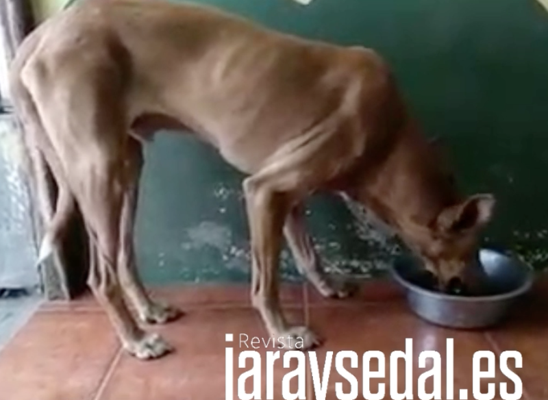La plataforma que quería rescatar a los perros de La Palma califica los vídeos de «farsa»