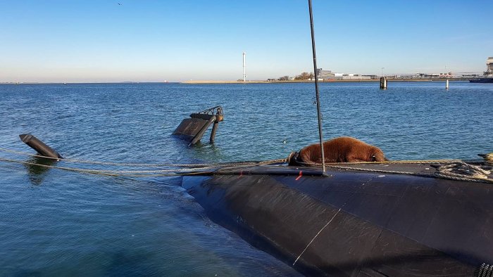 Un submarino neerlandés, el lugar ideal de descanso para esta morsa 2