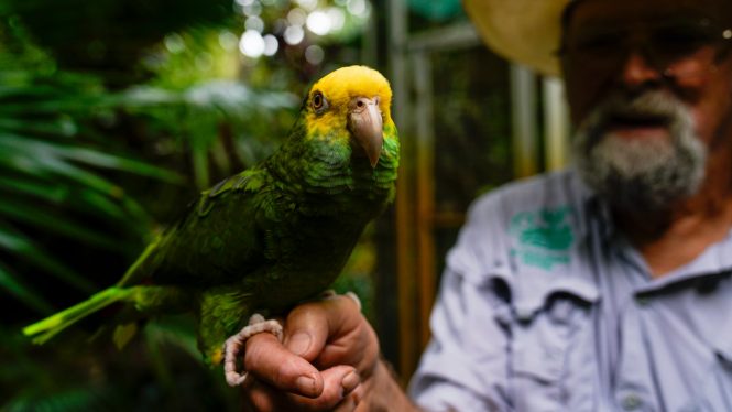 Algunos pájaros del Amazonas han reducido su tamaño debido al cambio climático