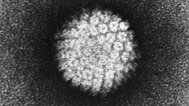 El virus del papiloma, la otra pandemia que no deberíamos ignorar