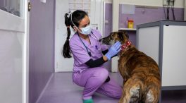 Los veterinarios piden cambiar la ley para poder vender medicamentos para animales
