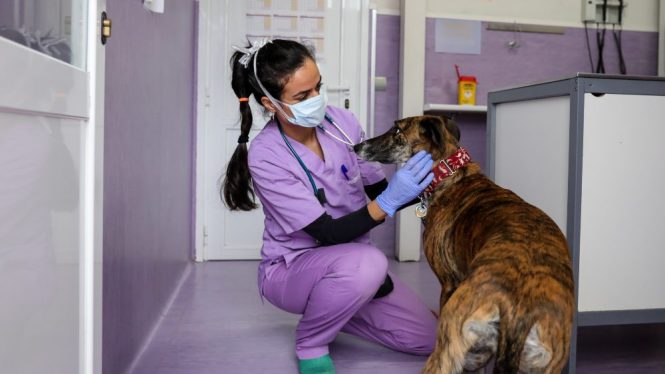 Los veterinarios piden cambiar la ley para poder vender medicamentos para animales