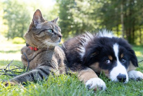 Perros y gatos ya son «seres sintientes» y su DNI será obligatorio en 2022