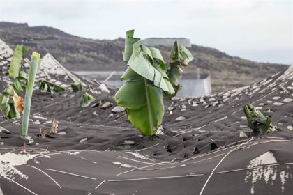 Así se retira la lava en el barrio de La Laguna, en La Palma