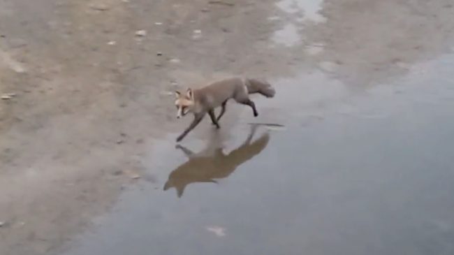 Avistan un zorro en pleno centro de Madrid dentro del renaturalizado río Manzanares