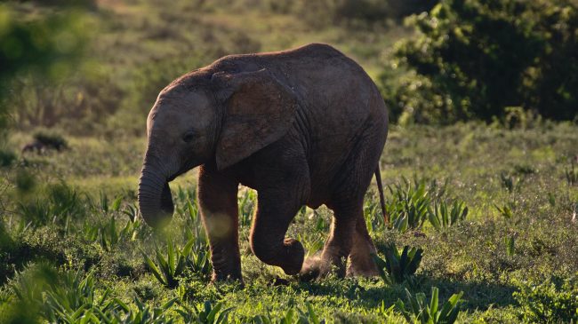 La tranquila vida del elefante enano de Sicilia, secreto de su longevidad