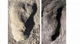 Un misterioso homínido dejó sus huellas hace más de tres millones de años en Tanzania