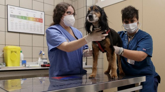 Los veterinarios alertan de inseguridad jurídica en la nueva ley de protección animal