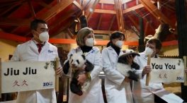 You You y Jiu Jiu, así se llaman los gemelos de panda gigante nacidos en el zoo de Madrid