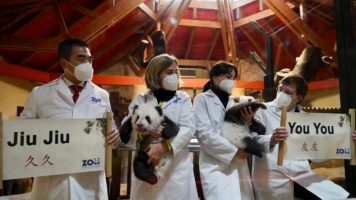 You You y Jiu Jiu, así se llaman los gemelos de panda gigante nacidos en el zoo de Madrid