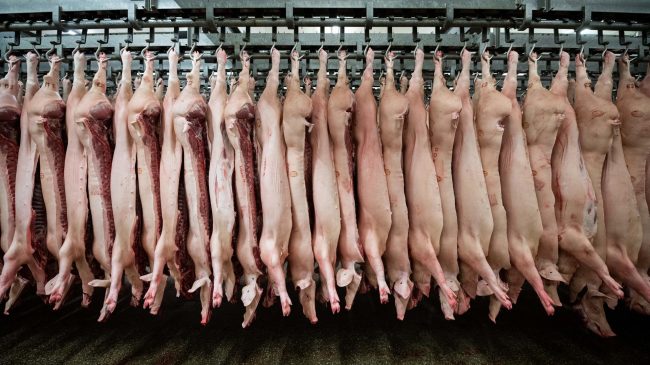 China suspende la importación de cerdo de Italia por los casos de peste porcina africana