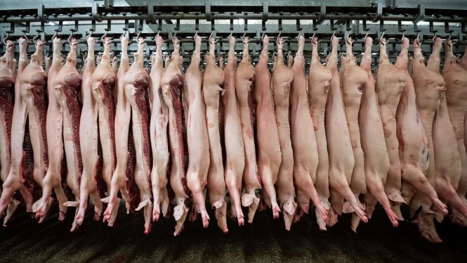 China suspende la importación de cerdo de Italia por los casos de peste porcina africana
