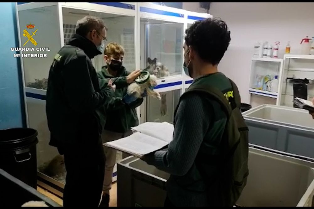 La Guardia Civil cierra una empresa de Mataró por la venta ilícita de perros