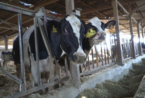 La ganadería extensiva pide al Gobierno una ley que prohíba las macrogranjas