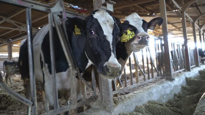 La ganadería extensiva pide al Gobierno una ley que prohíba las macrogranjas