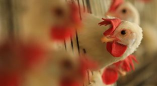 Los veterinarios piden tranquilidad ante la gripe aviar: «No hay riesgo para los humanos»