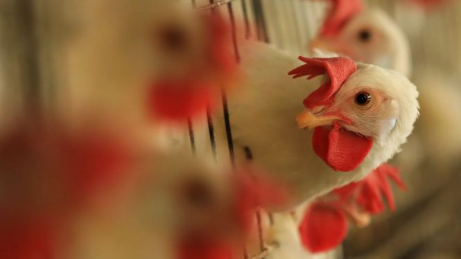 Los veterinarios piden tranquilidad ante la gripe aviar: «No hay riesgo para los humanos»