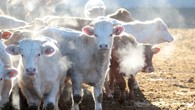 La UE aprueba un aditivo alimentario para reducir el metano emitido por las vacas