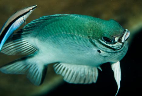Nuevos experimentos confirman que los peces sí tienen conciencia de sí mismos