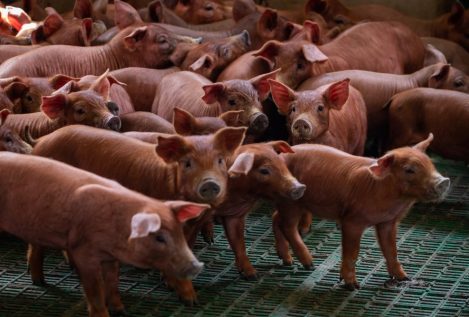 El avance de la peste porcina africana preocupa en España: un solo caso afectaría a toda la industria