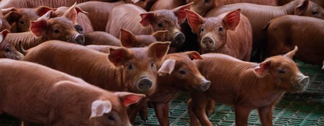 El avance de la peste porcina africana preocupa en España: un solo caso afectaría a toda la industria