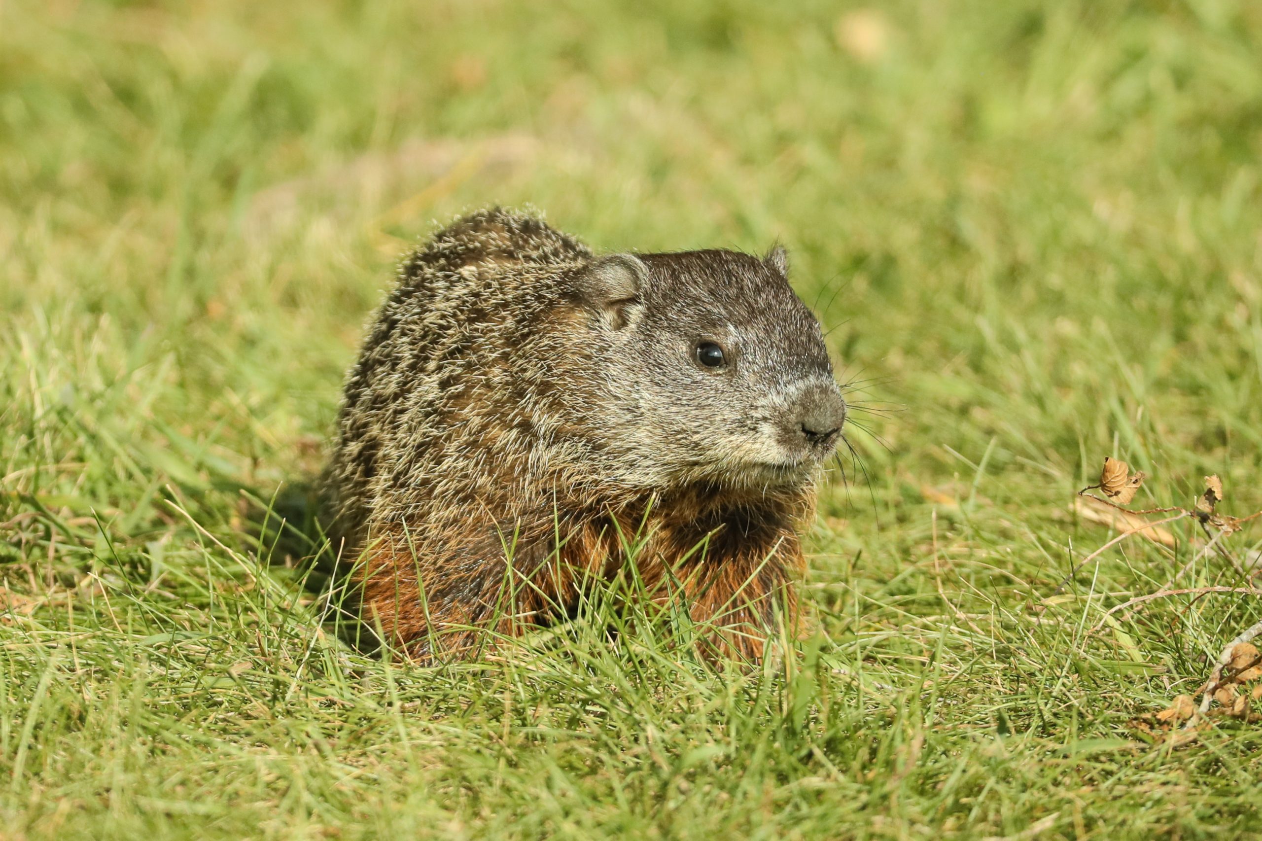Muere la marmota Milltown Mel horas antes del Día de la Marmota