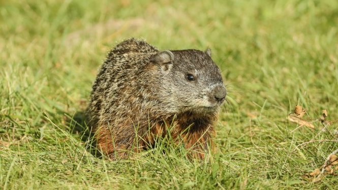 Muere la marmota Milltown Mel horas antes del Día de la Marmota