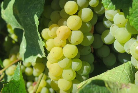 Cinco grandes vinos abanderados españoles de la uva chardonnay