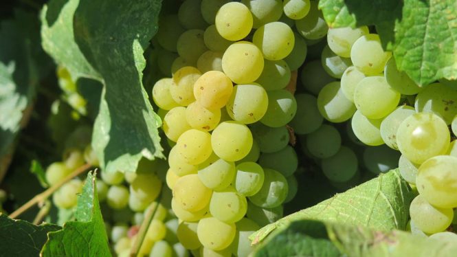 Cinco grandes vinos abanderados españoles de la uva chardonnay