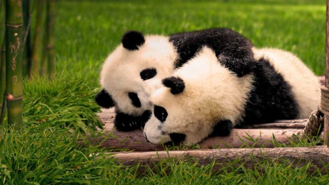 El Zoo de Madrid cumple 50 años y presenta oficialmente a sus dos nuevos gemelos pandas