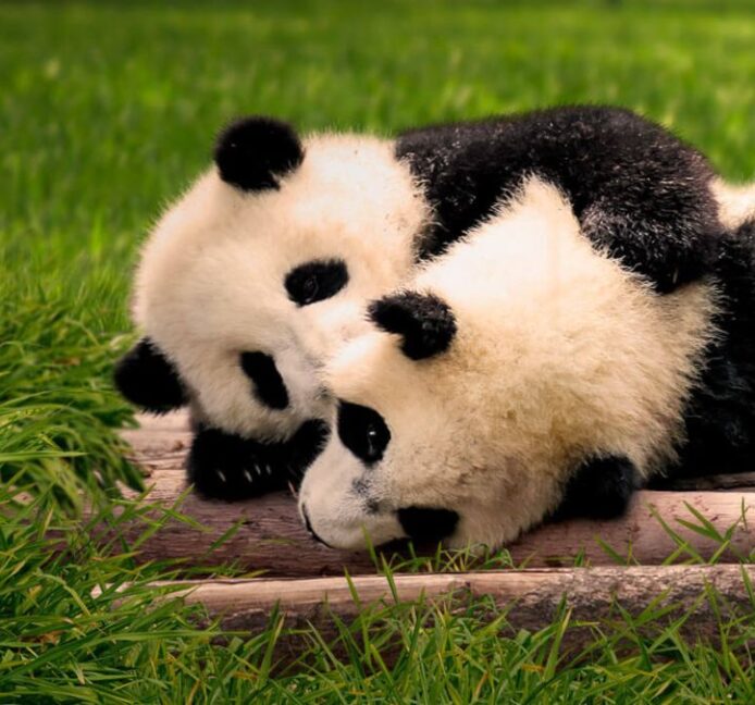 El Zoo de Madrid cumple 50 años y presenta oficialmente a sus dos nuevos gemelos pandas