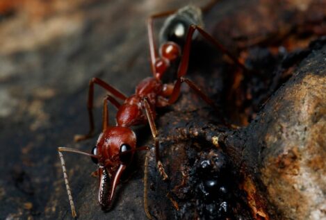 Las hormigas toro han desarrollado una nueva técnica para provocar dolor persistente
